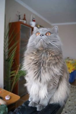 Фото «котячо-собачого» хіт-параду від Луцького зоопарку