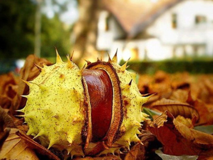 Гроші під ногами: скільки у Луцьку можна заробити на каштанах