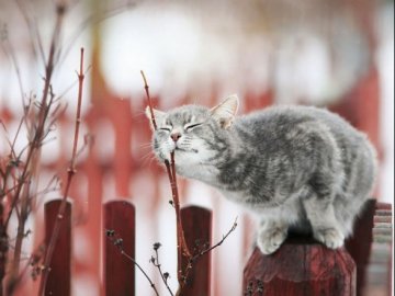 Якою буде погода у Луцьку та Волинській області завтра, 11 лютого