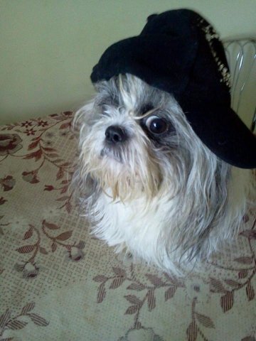 Фото «котячо-собачого» хіт-параду від Луцького зоопарку (част. 3)