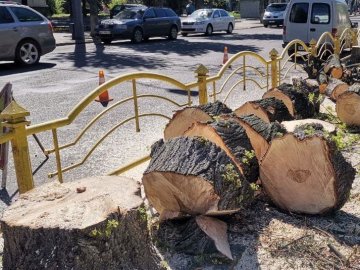 У центрі Луцька зрізають дерева: що кажуть комунальники. ВІДЕО