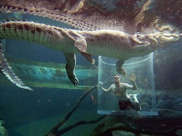 Заступник луцького мера поки не перевірятиме басейни з крокодилами
