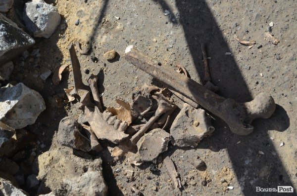 У сквері, в центрі Луцька, знайшли людські рештки. ФОТО