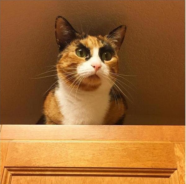 Кішка з бровами Брежнєва стала хітом Інтернету. ФОТО