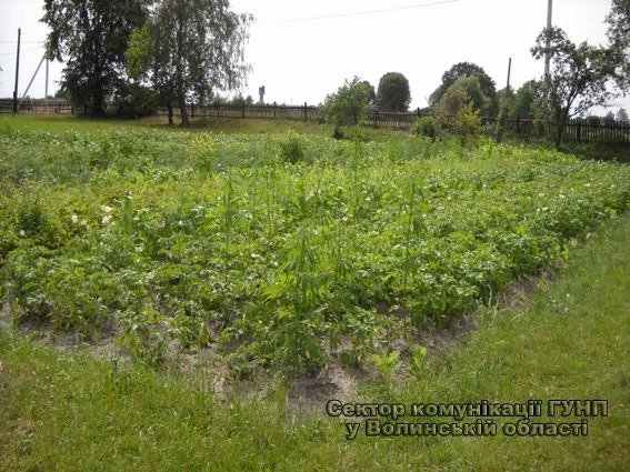 У Маневицькому районі виявили плантацію маку та конопель. ФОТО