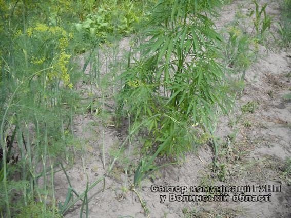 У Маневицькому районі виявили плантацію маку та конопель. ФОТО