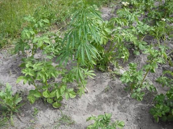 У Маневицькому районі виявили плантацію маку та конопель. ФОТО