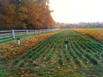 На Ківерцівщині висадили понад 150 га лісу