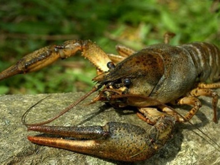 На Волині дозволили ловити раків