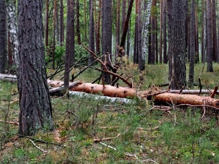Чи можна збирати сухостій, гілля на узбіччі: що каже закон