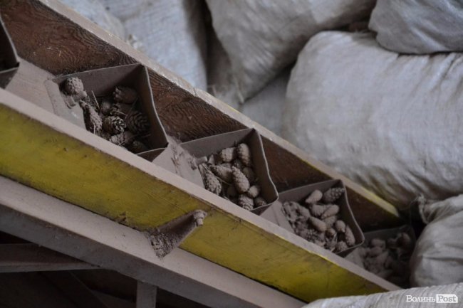 Банк насіння, плантації, шишкосушарки: як на Волині готують «нові ліси»