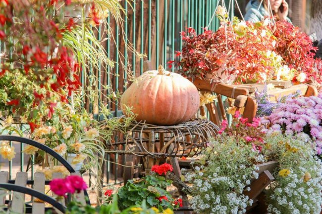 У Луцькому зоопарку відгуляли свято гарбуза: як це було. ФОТО