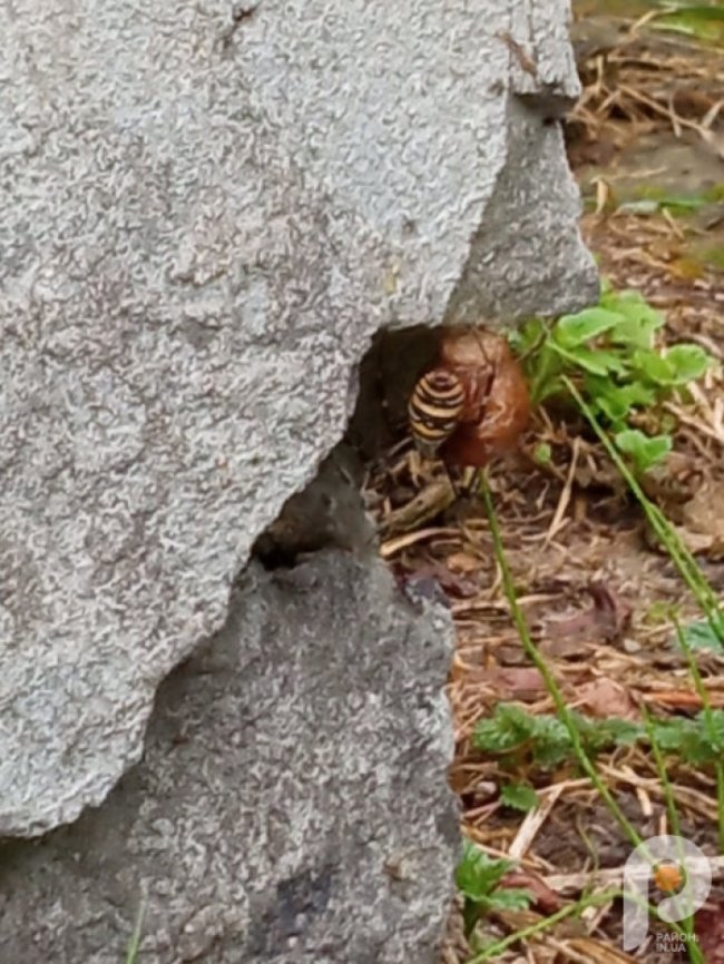 На Волині 5-річний хлопчик знайшов на подвір'ї небезпечного павука