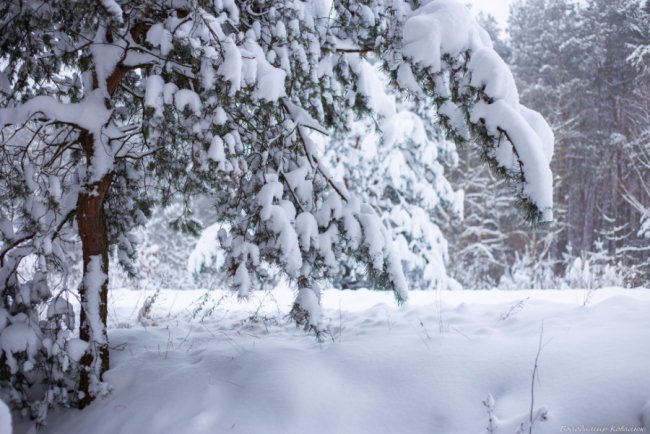 Показали красу зимового волинського лісу: чарівні фото