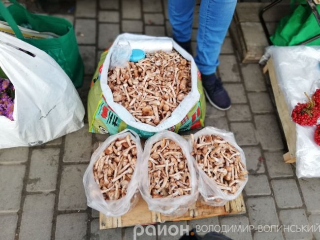 Скільки коштує кілограм грибів на Волині. ФОТО