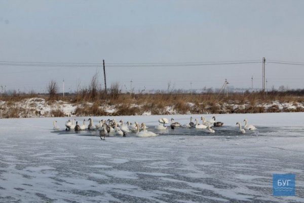Лебеді на Волині опинилися у крижаній пастці