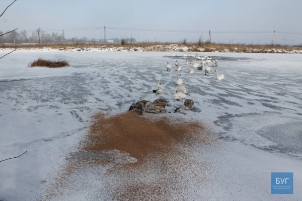 Лебеді на Волині опинилися у крижаній пастці
