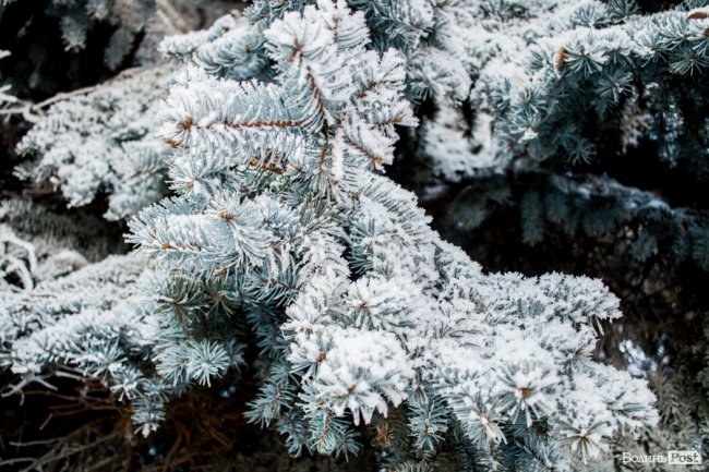 Луцьк – у кришталевій паморозі: казкові світлини різдвяного ранку. ФОТО