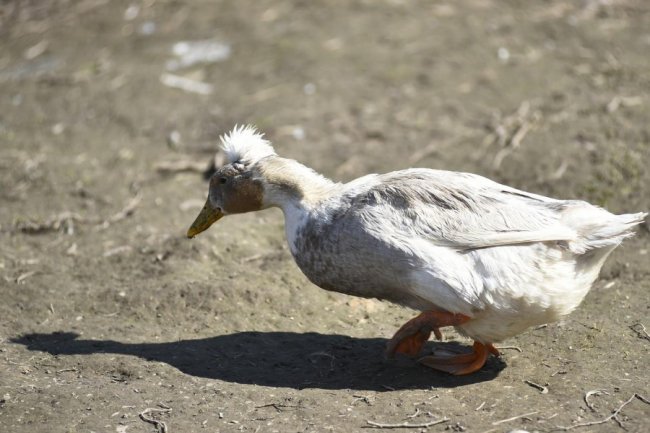 Пернаті мешканці луцького зоопарку. ФОТО 