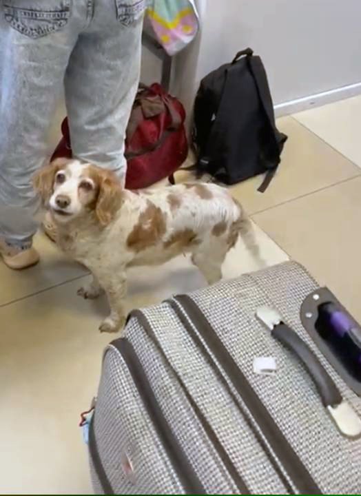 У «Ягодині» службовий собака знайшов наркотики в пасажира  автобуса