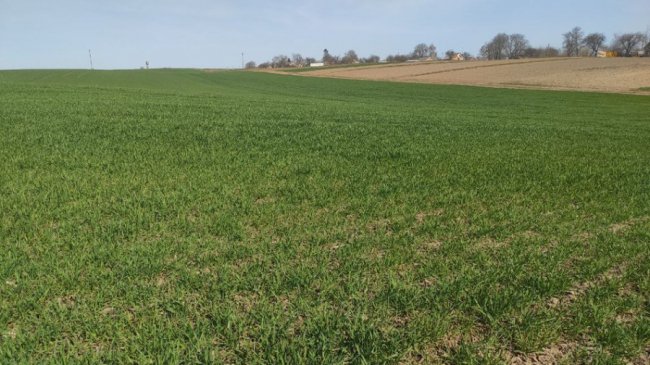 На Волині – посівна ранніх культур: як працюють аграрії в умовах воєнного стану