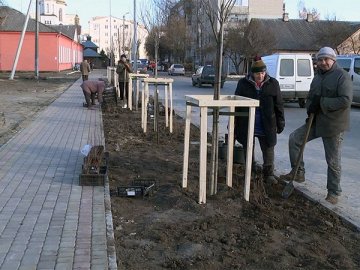 У Ковелі висадили алею сакур. ФОТО