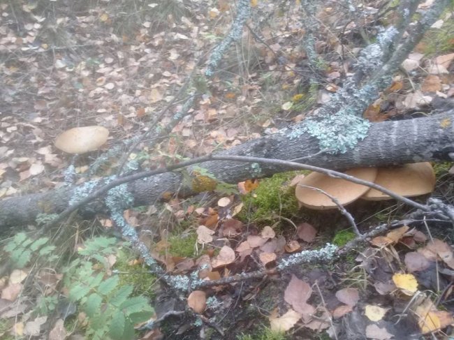 Заступник голови Волинської облради назбирав декілька кошиків грибочків. ФОТО