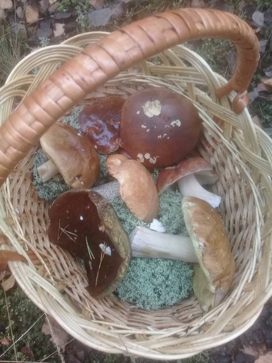 Заступник голови Волинської облради назбирав декілька кошиків грибочків. ФОТО