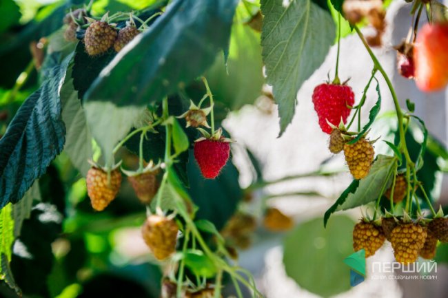 «Чим тут не Європа?» – історія львів'ян, які переїхали на Волинь*