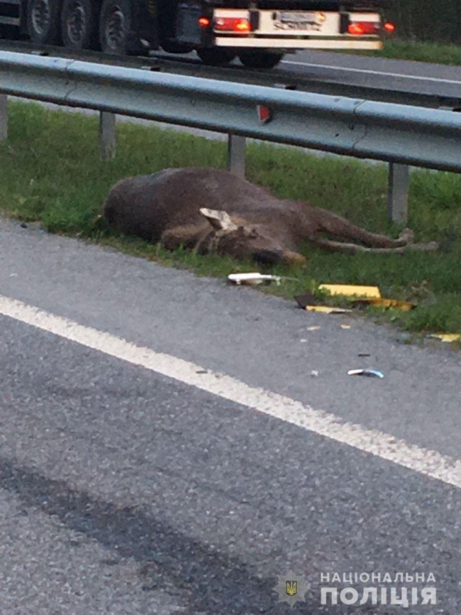 До аварії на Житомирщині, у якій загинув поліцейський з Волині, призвела поява лося на трасі. ФОТО