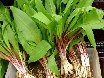 На Волині заборонено збирати черемшу у лісі