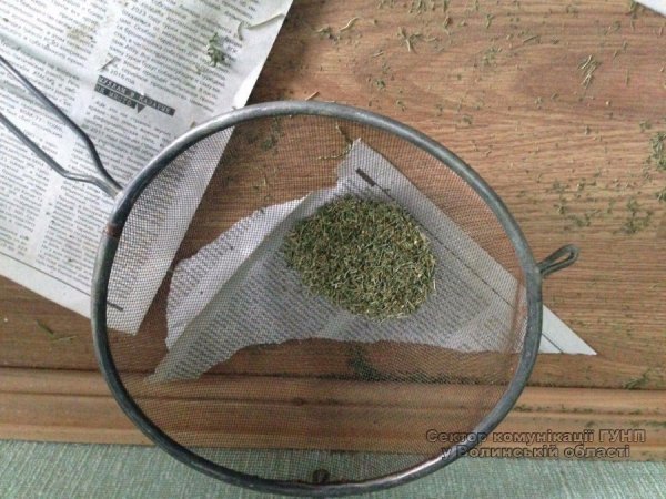 На Волині чоловік у теплиці вирощував марихуану.ФОТО