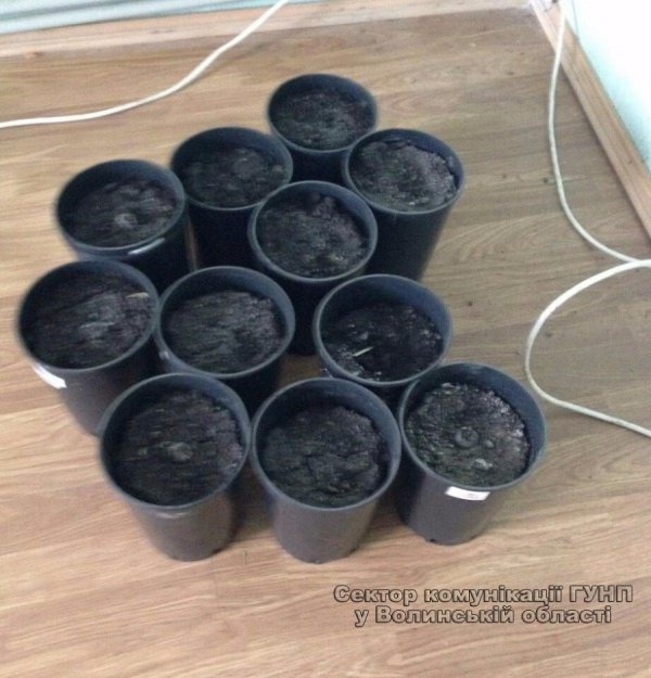 На Волині чоловік у теплиці вирощував марихуану.ФОТО