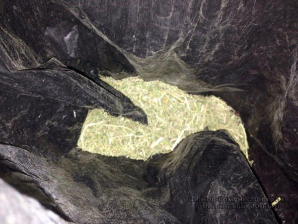 На Волині чоловік у теплиці вирощував марихуану.ФОТО