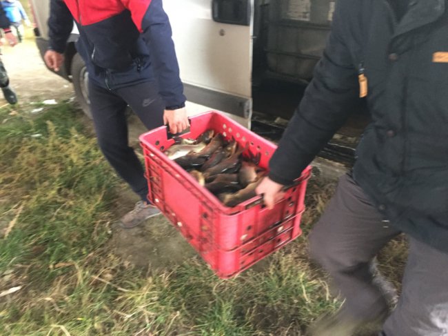 У Стир запустили тонну коропа і щуки. ФОТО