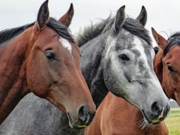 Поліцейські під обстрілами рятують коней на покинутій фермі на Харківщині