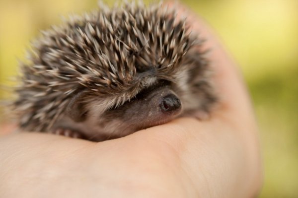 Втомився. США. Автор: Sarah F. Bowman