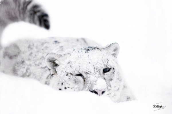  Сніговий барс. Росія. Автор: Рафаель Кетцян