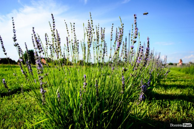 «Це – наша третя дитина»: на Волині подружжя створило лавандову плантацію. ФОТО