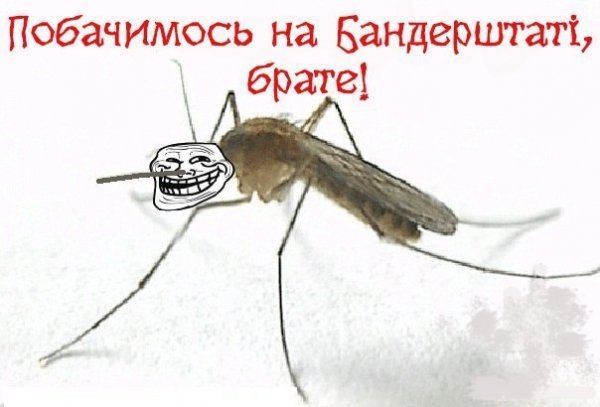 В інтернеті малюють меми та комікси про «Бандерштат»