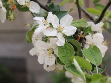 Погода у Луцьку та Волинській області на завтра, 16 травня