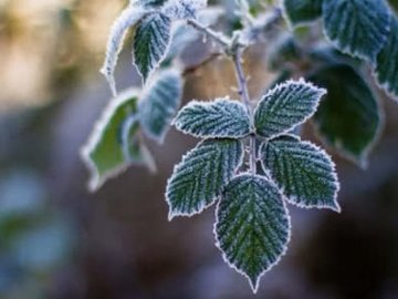 Прогноз народного синоптика: коли в Україні можуть з’явитися перші заморозки