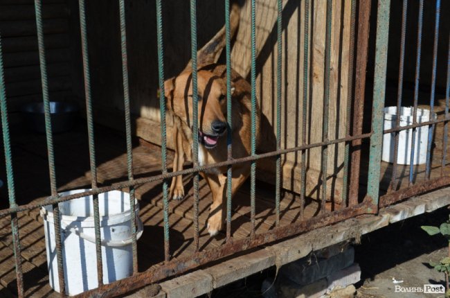 Показали умови, у яких живуть тварини в луцькій «Ласці». ФОТО