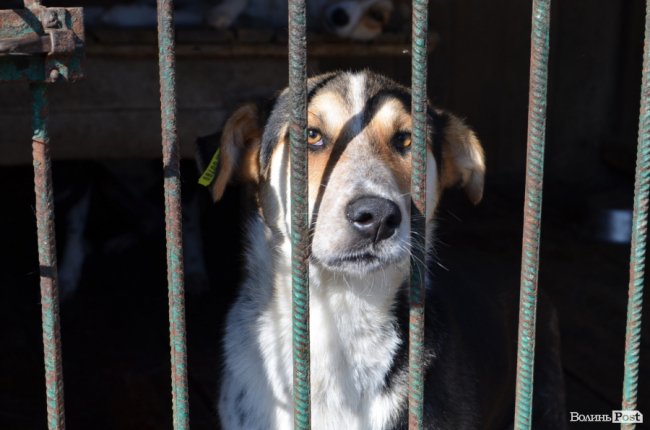 Показали умови, у яких живуть тварини в луцькій «Ласці». ФОТО