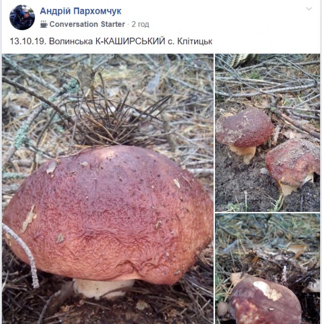 Грибні вихідні: волиняни хваляться «уловом» у соцмережах. ФОТО