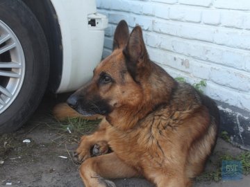 У поліції Нововолинська з’явився чотирилапий помічник. ФОТО