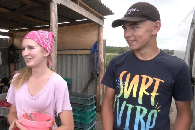 Родина на Волині відмовилася від вирощування картоплі та п'ятий рік вирощує малину. ВІДЕО