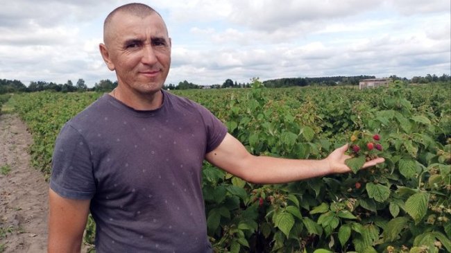 Родина на Волині відмовилася від вирощування картоплі та п'ятий рік вирощує малину. ВІДЕО