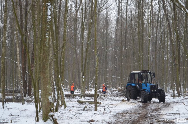 Жнива у зимовому лісі: як на Волині заготовляють деревину. ФОТО