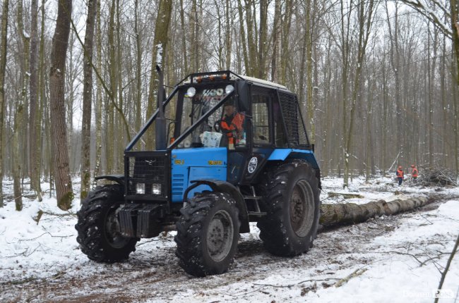Жнива у зимовому лісі: як на Волині заготовляють деревину. ФОТО
